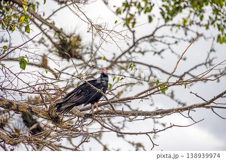 Black vulture perched on tree in Panama 138939974