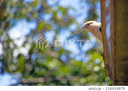 Yellow headed caracara peeking from roof edge Yellow headed caracara peeking from roof edge 138939979