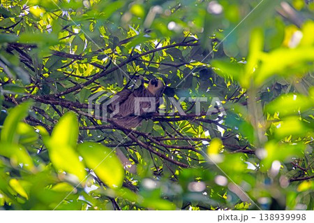 Sloth resting in tree Panama 138939998