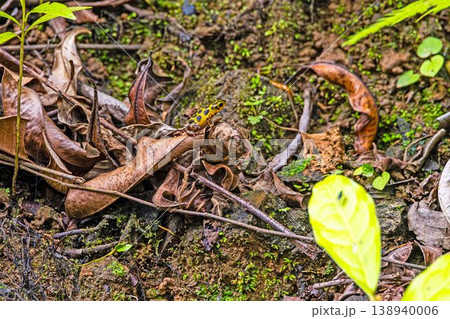 Green and black poison dart frog in Panama Green and black poison dart frog in Panama 138940006