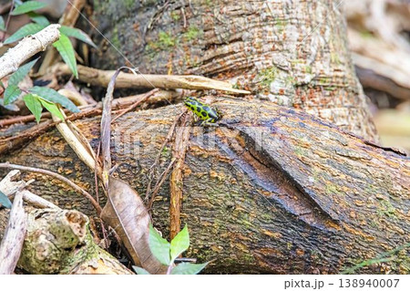 Green and black poison dart frog on forest floor Green and black poison dart frog on forest floor 138940007