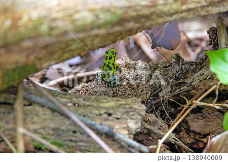 Green black poison dart frog forest floor Panama Green black poison dart frog forest floor Panama 138940009