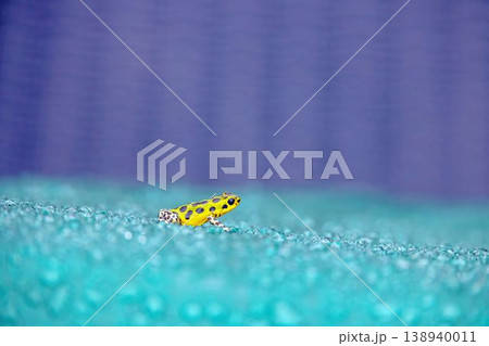Poison dart frog yellow black macro Panama Poison dart frog yellow black macro Panama 138940011
