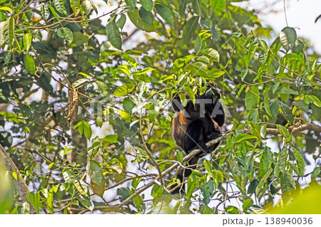 Howler monkey sitting in tree canopy Howler monkey sitting in tree canopy 138940036