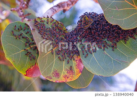 Insect swarm covering tropical plant leaves close up Insect swarm covering tropical plant leaves close up 138940040