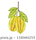 Watercolor Starfruit hanging from branch, green leaves foliage. Whole yellow tropical Averrhoa carambola or Bilimbi fruit. Botanical exotic star apple. Hand drawn illustration isolated background. 138940255