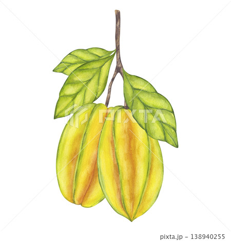 Watercolor Starfruit hanging from branch, green leaves foliage. Whole yellow tropical Averrhoa carambola or Bilimbi fruit. Botanical exotic star apple. Hand drawn illustration isolated background. 138940255