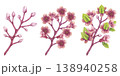 Blooming carambola tree branches banner. Pink flowers Starfruit Bilimbi. Watercolor botanical exotic star apple petals. Hand drawn illustration isolated on white background. For menu, recipes, logo 138940258