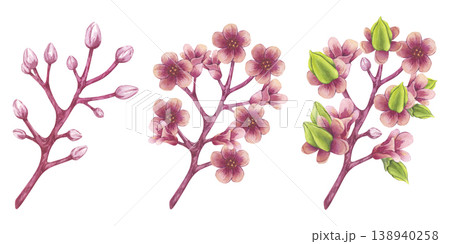 Blooming carambola tree branches banner. Pink flowers Starfruit Bilimbi. Watercolor botanical exotic star apple petals. Hand drawn illustration isolated on white background. For menu, recipes, logo 138940258