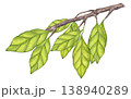 Olive green foliage, carambola branches. Leaf of plantation matcha tea, tobacco, cocoa, citrus. Botanical clipart. Hand drawn watercolor illustration isolated on white background. 138940289