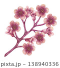Blooming branch with pink flowers and buds. Starfruit or cherry, sakura, almond. Hand drawn illustration isolated on white background. Averrhoa carambola or Bilimbi. Botanical exotic star apple 138940336