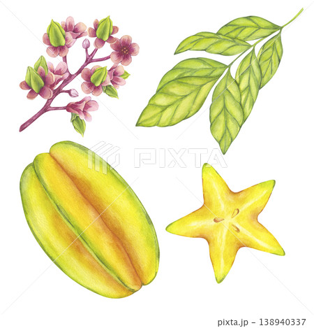 Starfruit watercolor set whole and slice yellow tropical fruit, leaves, flowers. Averrhoa carambola or Bilimbi. Botanical exotic star apple. Hand drawn illustration isolated on white background. 138940337
