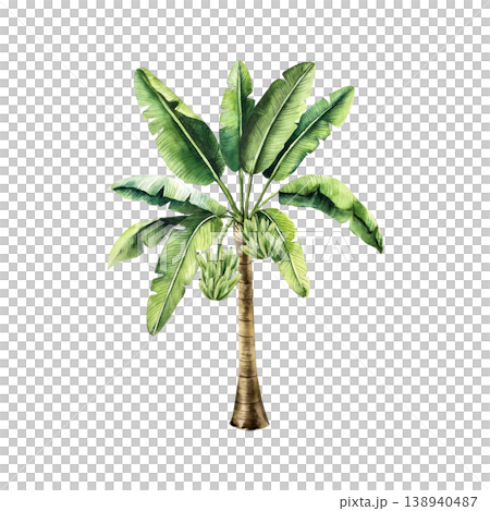Realistic banana palm tree with branches of green bananas. Watercolor hand drawn palm tree. tropical fruit, Isolated illustration on transparent background. Perfect for tropical design projects. For 138940487