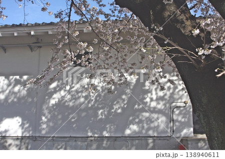 壁桜のシルエットが開花(2022.4.1) サクラのデュエット 春を迎えた新田荘歴史資料館 138940611