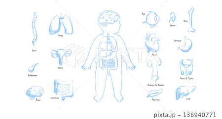Organ Systems Sketch Organ Systems Sketch 138940771