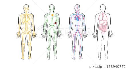 Organ Systems Sketch 138940772
