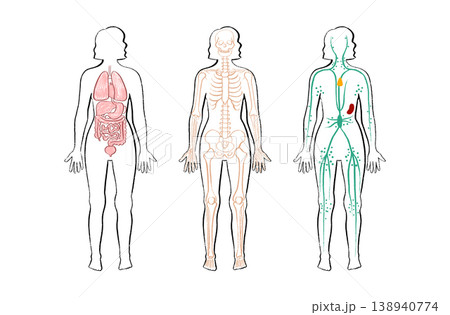 Organ Systems Sketch Organ Systems Sketch 138940774