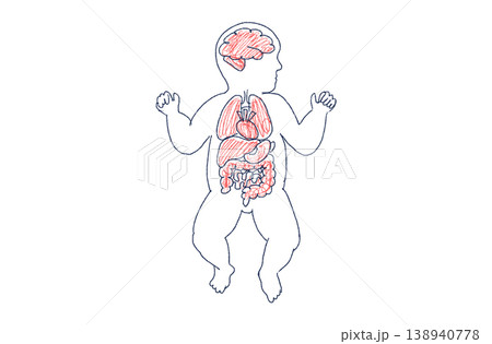 Organ Systems Sketch 138940778