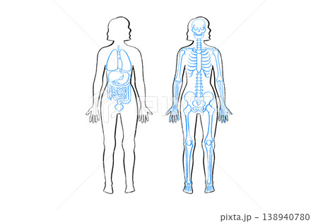 Organ Systems Sketch 138940780