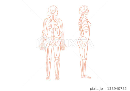 Organ Systems Sketch 138940783
