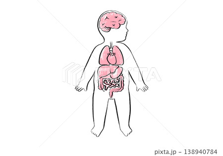 Organ Systems Sketch Organ Systems Sketch 138940784