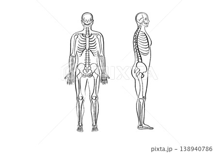 Organ Systems Sketch Organ Systems Sketch 138940786