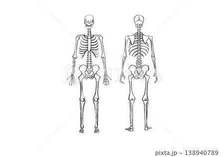 Organ Systems Sketch Organ Systems Sketch 138940789
