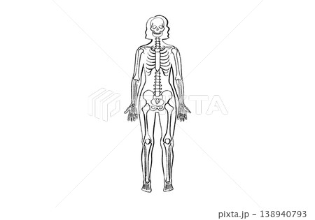 Organ Systems Sketch Organ Systems Sketch 138940793