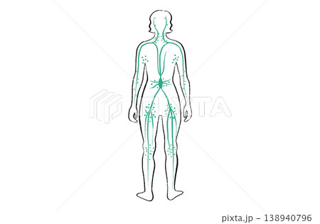 Organ Systems Sketch Organ Systems Sketch 138940796