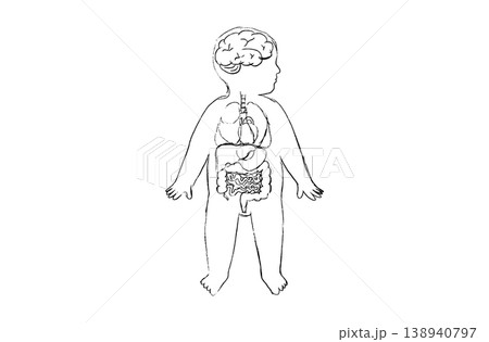 Organ Systems Sketch 138940797