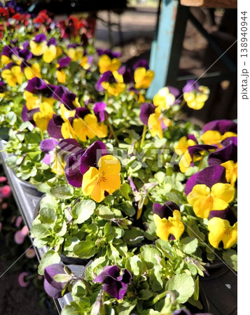 Bright yellow-purple viola flowers in garden pots Bright yellow-purple viola flowers in garden pots 138940944