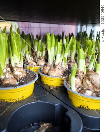 Daffodil seedlings in yellow pots at a garden store 138940946