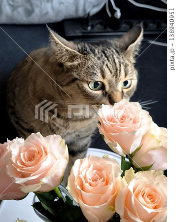 A tabby cat with green eyes bites off and eats pink rose petals from a bouquet. A tabby cat with green eyes bites off and eats pink rose petals from a bouquet. 138940951