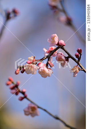 高岡古城公園の梅園 高岡古城公園の梅園 138940984
