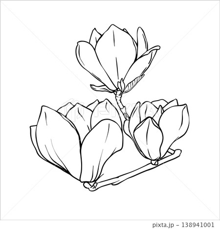 Magnolia Branch. Contour drawing of magnolia branches and flowers. Black and white line drawing of a magnolia flower. Flower drawings. Vector Line art illustration of a magnolia flower 138941001