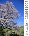 向野の桜 138941006