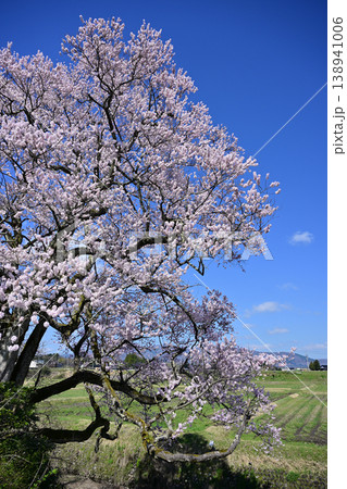向野の桜 向野の桜 138941006