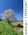 向野の桜 138941007