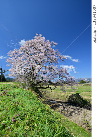向野の桜 向野の桜 138941007