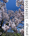 向野の桜 138941008