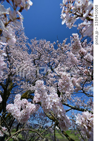 向野の桜 向野の桜 138941008