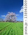 向野の桜 138941009