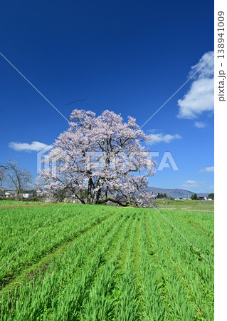 向野の桜 向野の桜 138941009