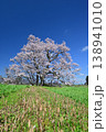 向野の桜 138941010