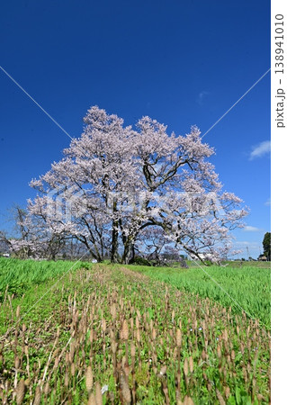 向野の桜 138941010