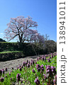 向野の桜 138941011