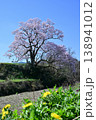 向野の桜 138941012