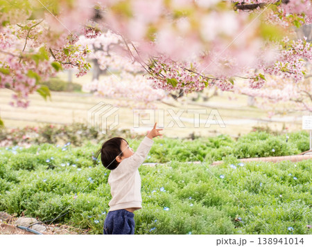 春の公園で桜に手を伸ばす子供 春の公園で桜に手を伸ばす子供 138941014