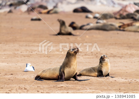 Seals at cape cross Seals at cape cross 138941085