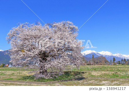 桜と北アルプス 須沼の一本桜 桜と北アルプス 須沼の一本桜 138941217
